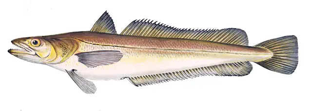 Merluza