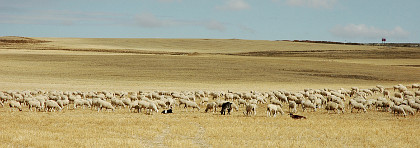 Pastoreo en Castilla-La Mancha – © Ruud Zwart